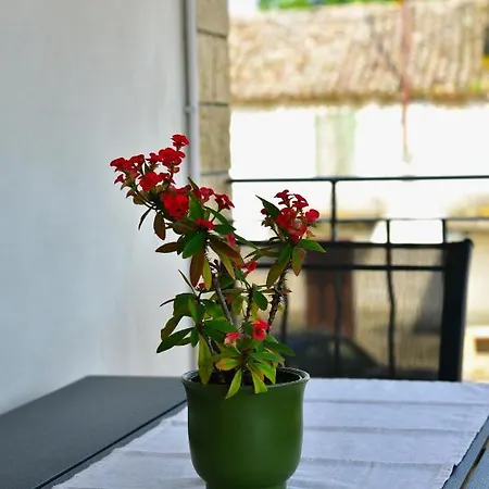 Apartment Banko Poreč Kültér fotó